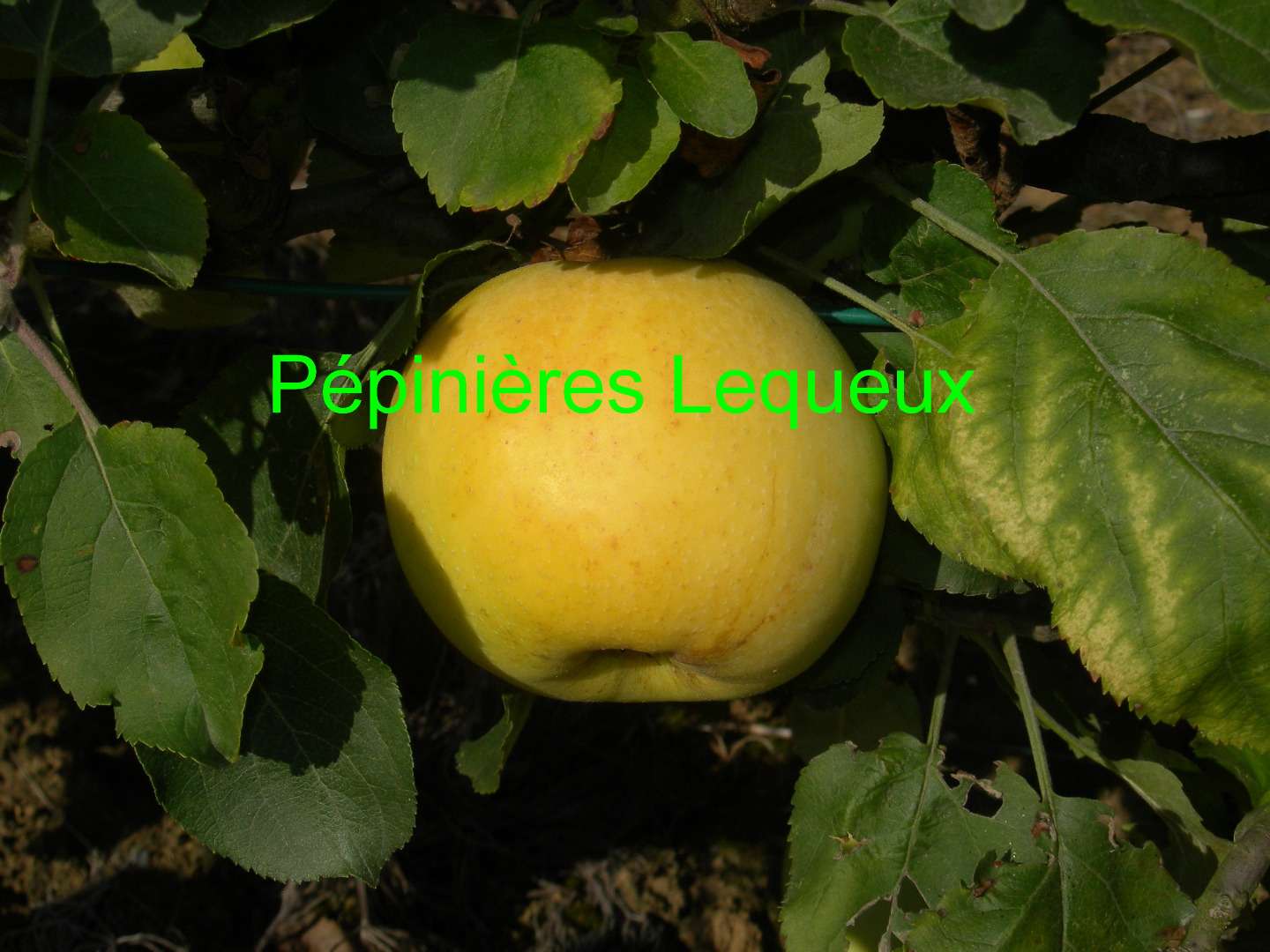 TRANSPARENTE CRONCELS